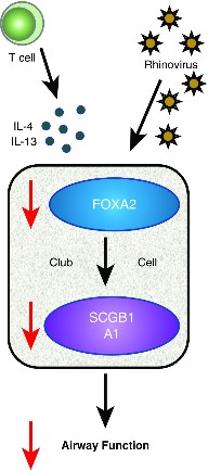The production of T-helper cell type 2 cytokines.jpg